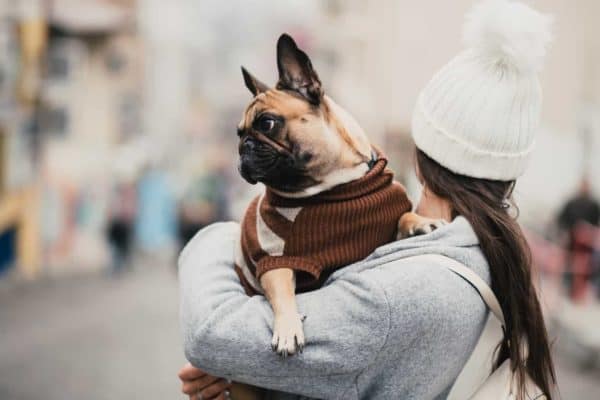 What to Know About Dognapping Laws in Vista, California 1 A woman carrying a French bulldog to illustrate dognapping laws in California.