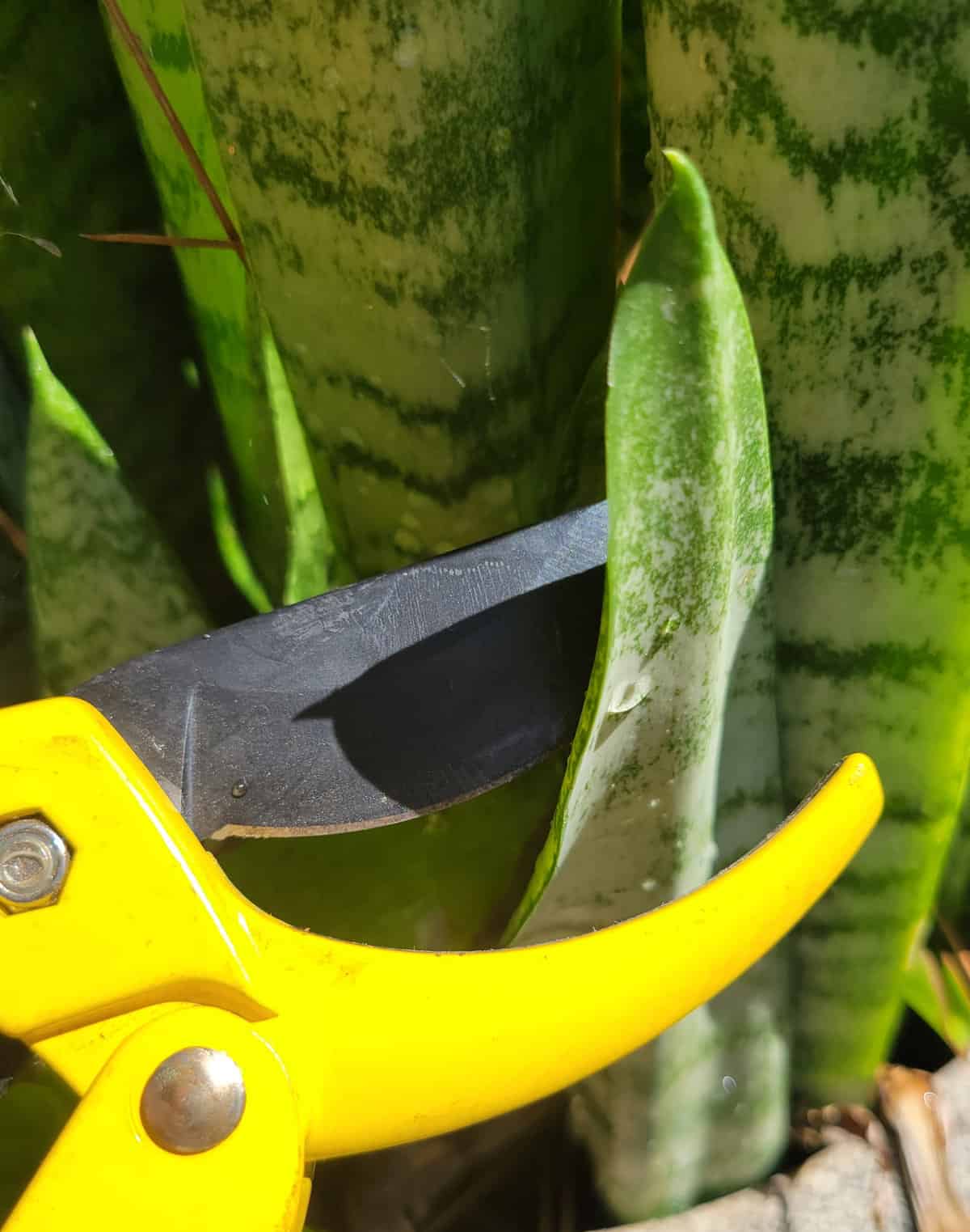 Is Proplifting a Crime in California? 1 proplifting